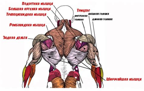 възпалени мускули на гърба